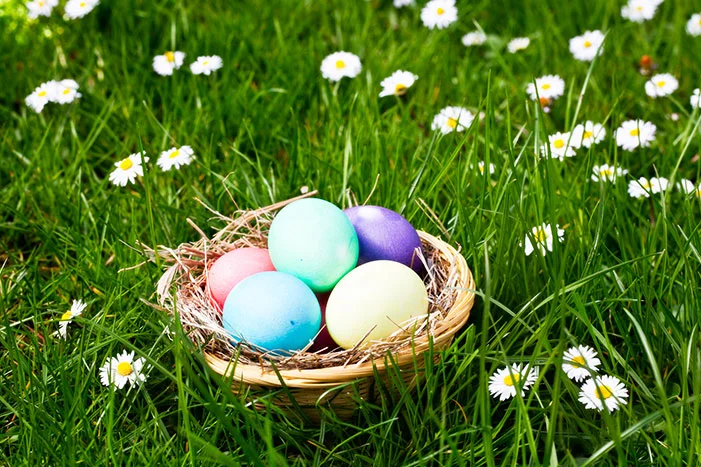 Osternest mit bunten Eiern im Gras